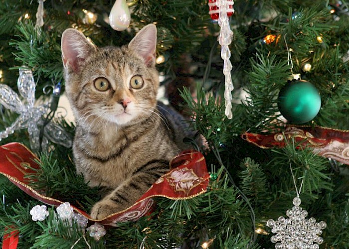 Keep Your Cat Safe at Christmas