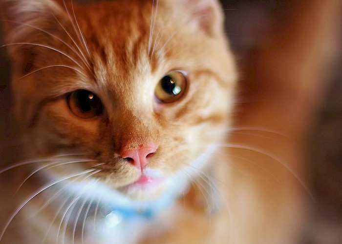 Adopting a Cat: What You Need to Know