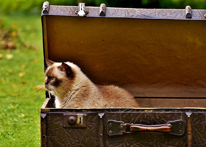 Moving House with a Cat: The Do