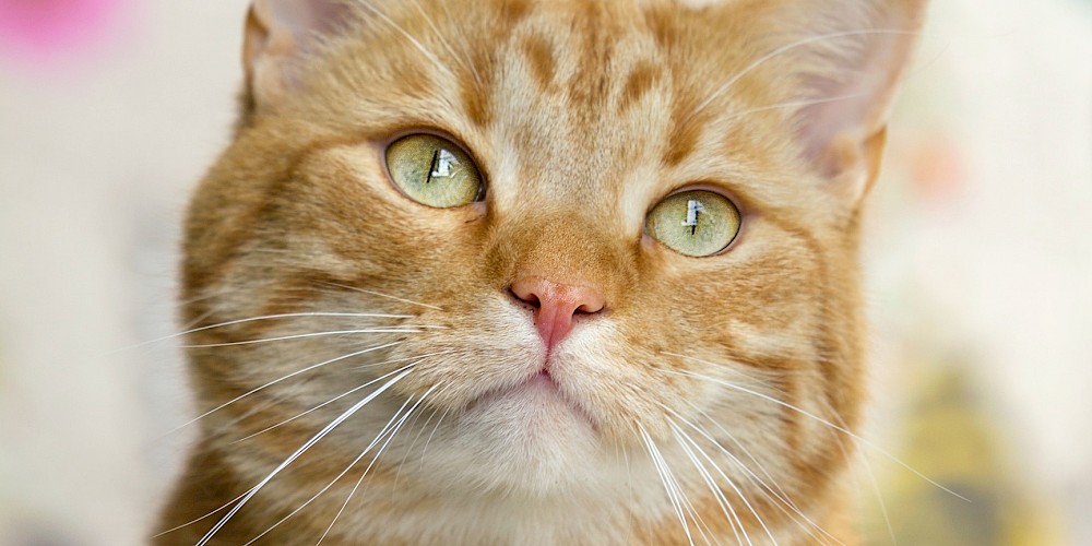 About The Cat Butler | The Cat Butler