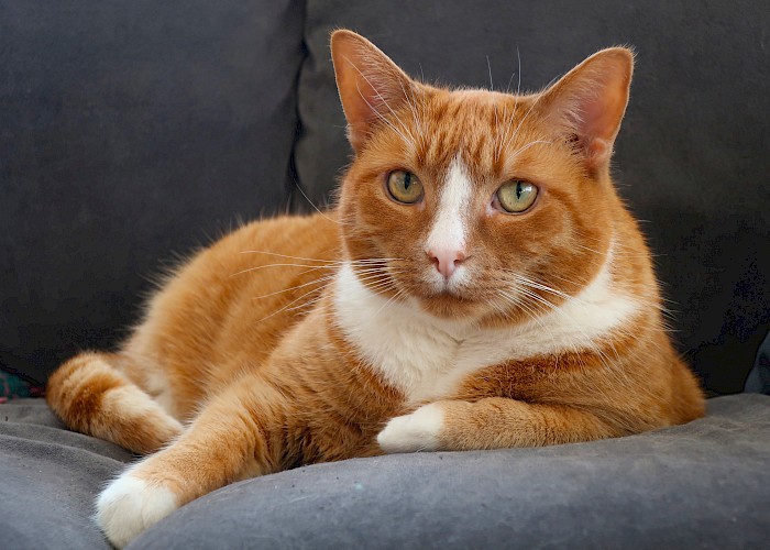 Signs That Your Cat May Be In Pain