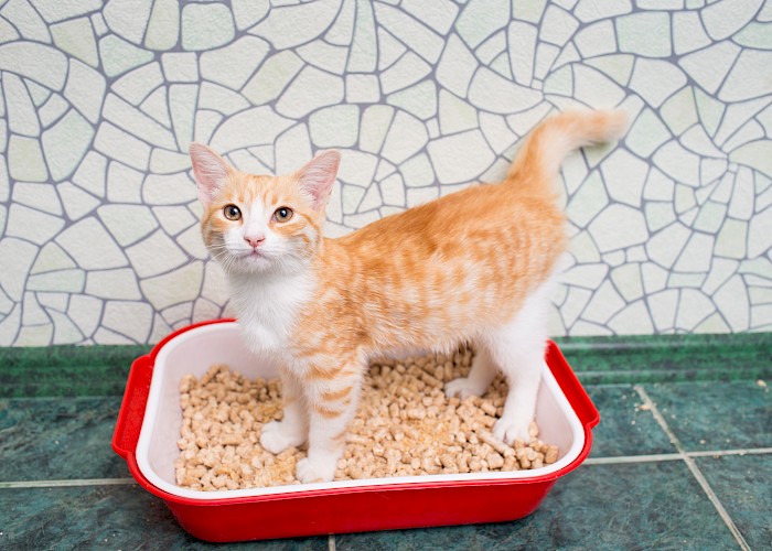 Cat Not Using the Litterbox: Causes & Solutions