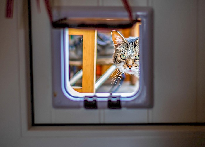 Introducing Your Cat to a Cat Flap