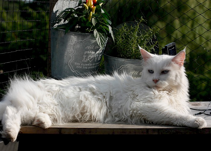 Vaccinating Your Cat