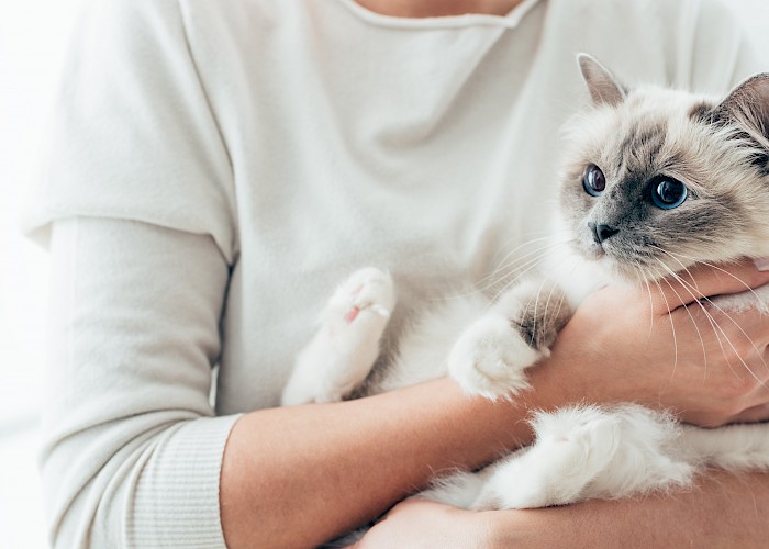 From Cat Owner to Successful Cat Sitting Business Owner