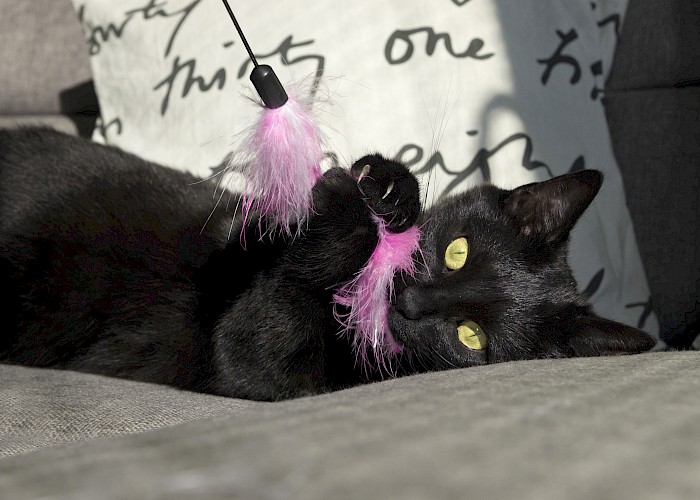 Starting Your Pet Sitting Business - Franchise or Go It Alone?