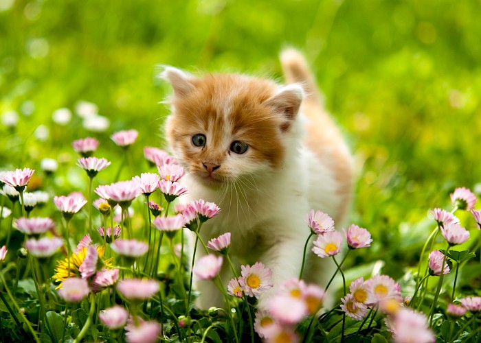 A Day in the Life of a Cat Sitting Business Owner