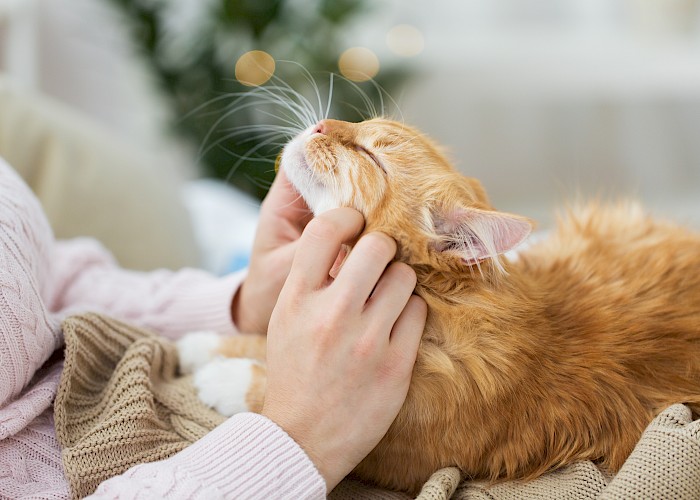 From Financial Whiz to Chief Chin Rubber - My Journey to a Successful Cat Sitting Business Owner