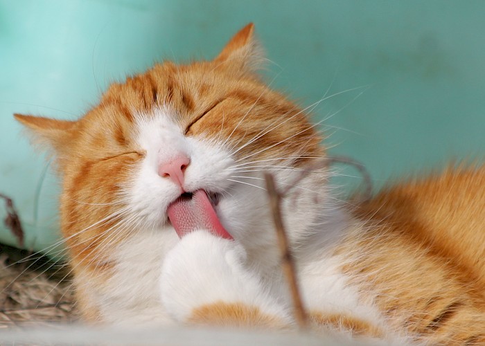 Starting Your Own Cat Sitting Business - When Is The Right Time?