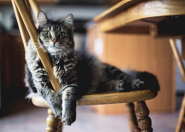Investing in a Pet Franchise - Why Should You Choose The Cat Butler?