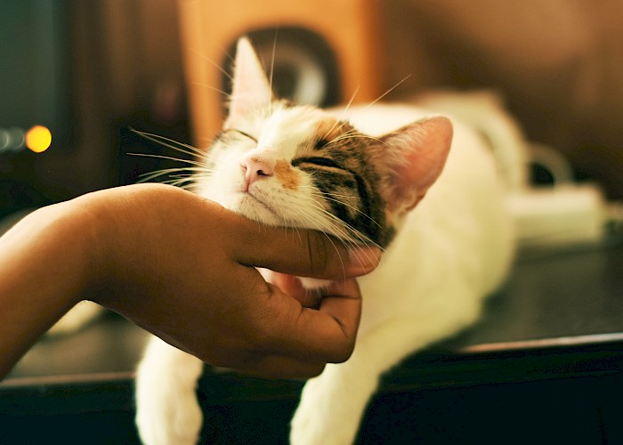 How COVID Has Changed the Cat Sitting World For the Better