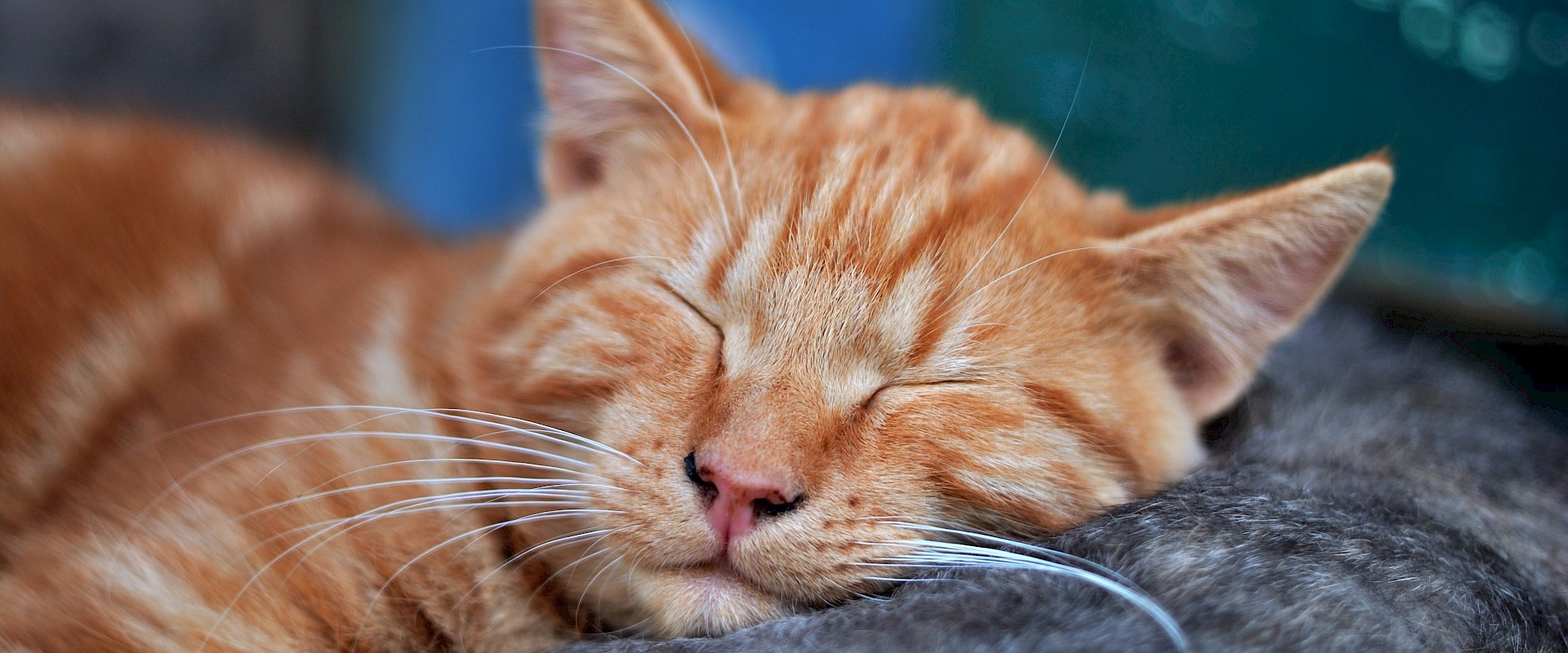 Gregory - The Cat Butler  Franchisee in Bromley