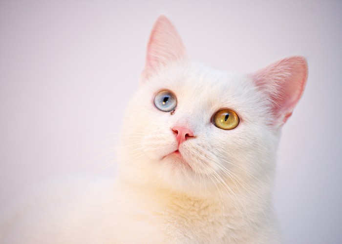 The Cat Butler Reaches the Finals of the EWiF (Encouraging Women into Franchising) Awards