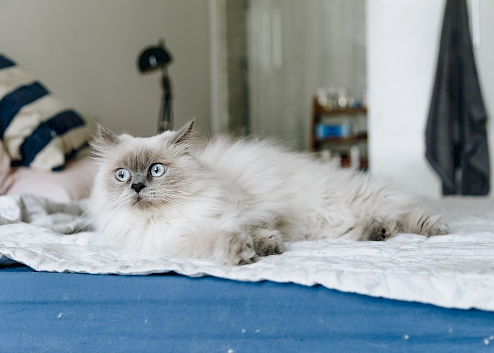 The Cat Butler Oxford - An Update