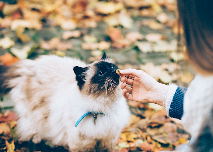 Thinking About Becoming a Cat Sitter? Here’s What You Need to Know