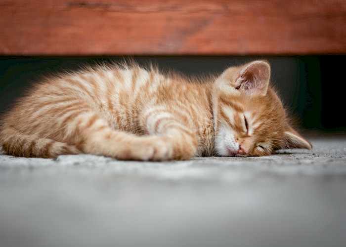 The Top Things First Time Cat Owners Should Know