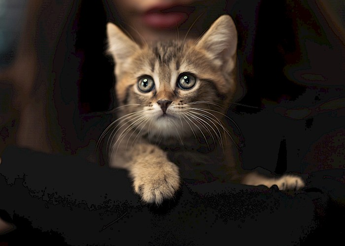 3 Simple Steps to Finding an Expert Cat Sitter