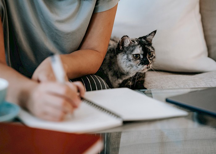 What Qualifications Do I Need to Become a Cat Sitter?