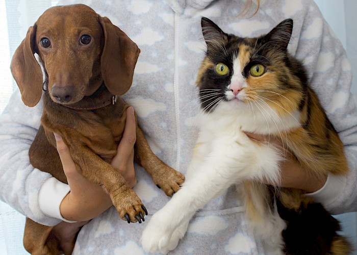 Pet Franchise or a Specialist Cat Sitting Franchise, Which is Right for You?