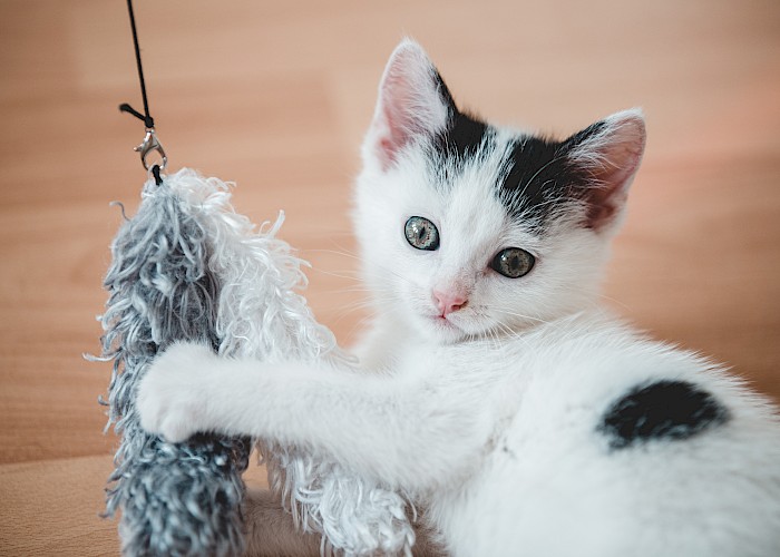 The Best Cat Toys for Your Cat, and the Ones to Avoid!