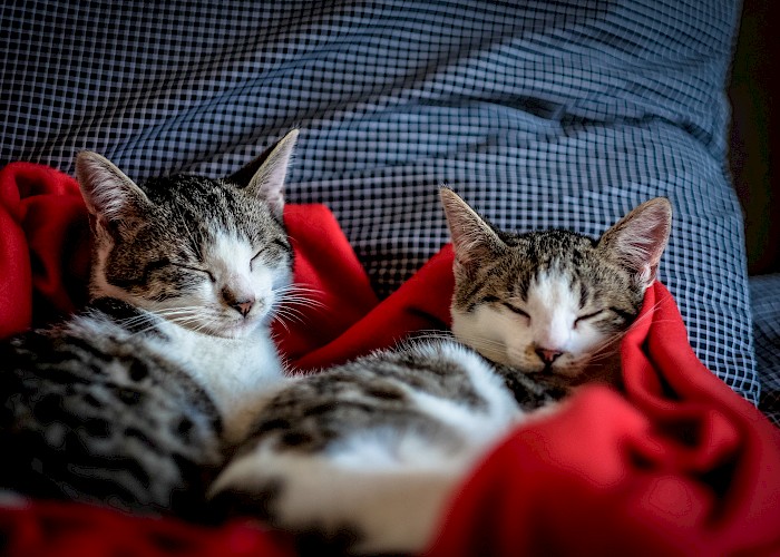 What are the Benefits and Challenges of Homing Multiple Cats?