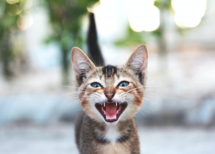 How to Spot and Prevent Dental Problems in Your Cat