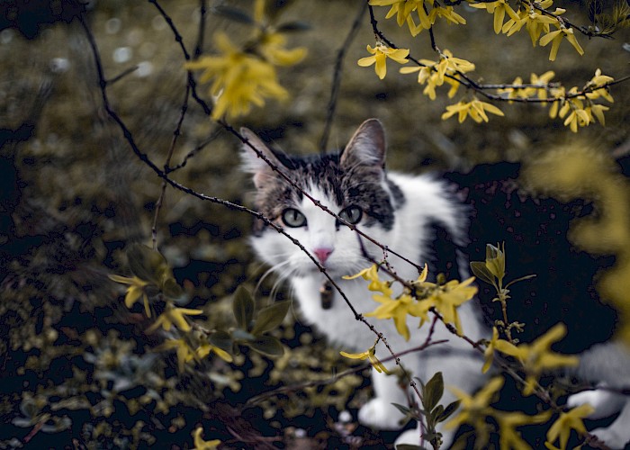 Indoor Vs Outdoor: What is Best for Your Cat?