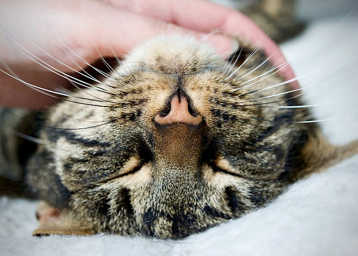 The Cat Butler and the Cat!