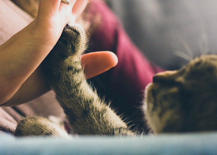 Pawsitively Purrfect Success: The Cat Butler Expands with Seven New Franchisees!