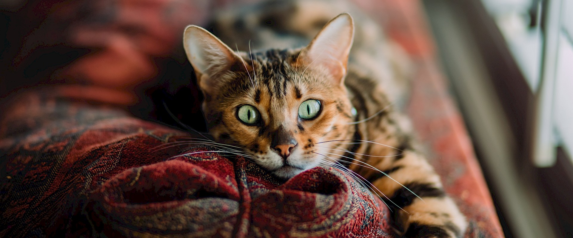 Sharon - The Cat Butler Franchisee in Molesey