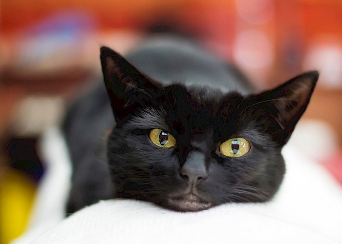 Let’s Celebrate the Majesty of Black Cats this October