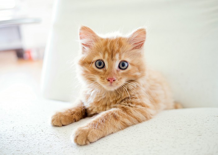 Pawsome First 3 Months For The Cat Butler Leighton Buzzard Franchisee