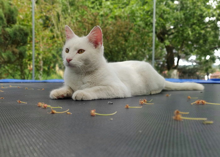 Shade and Shine: Safeguarding Your Cat from the Sun