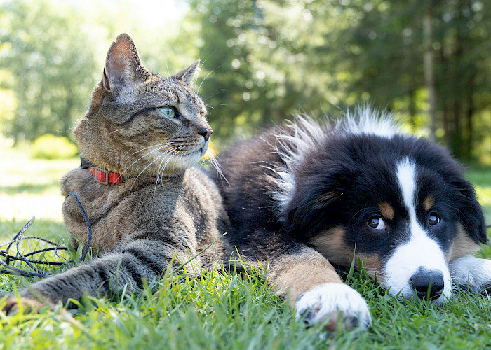 Unleashing Potential: The Benefits of Joining a Pet Franchise