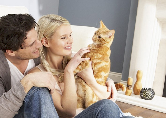 Why a Pet Franchise Like The Cat Butler is Perfect for Cat Lovers