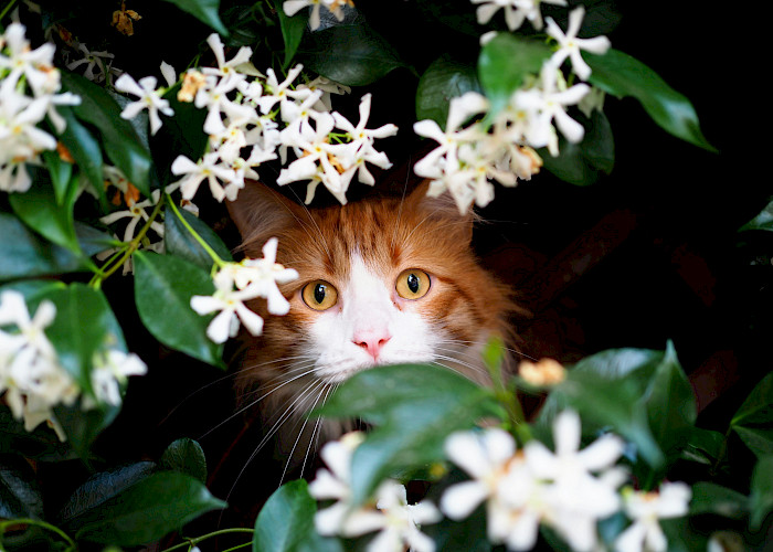 Springtime Safety: A Guide to Keeping Cats Safe from Seasonal Hazards