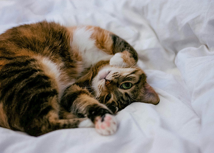 The Cat Butler Derby: Expert Medication Management for Your Feline Friends