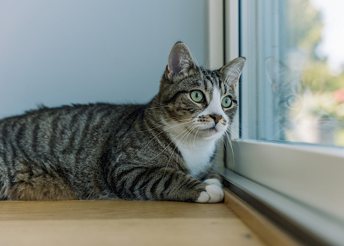Is It Cruel to Keep My Cat Indoors? Exploring the Pros and Cons of Indoor vs Outdoor Cats