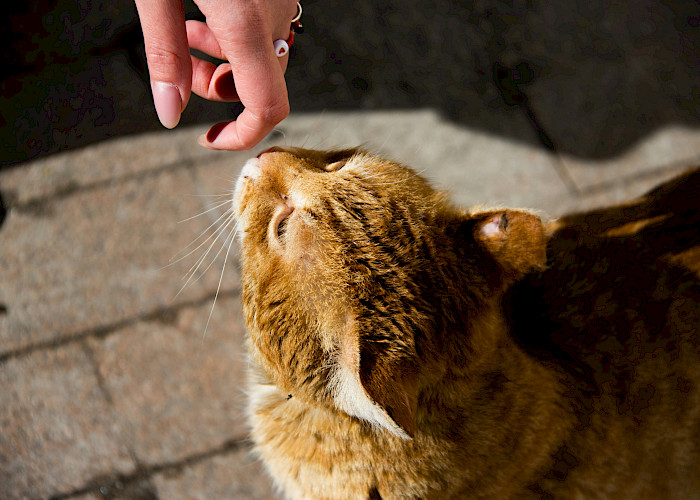 The Cat Butler Difference: What Sets Our Franchise Apart