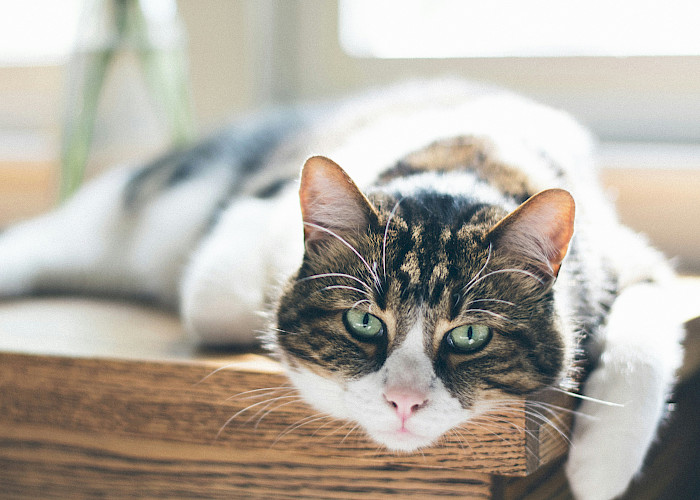 Helping Your Cat with Grief: A Guide for Cat Owners