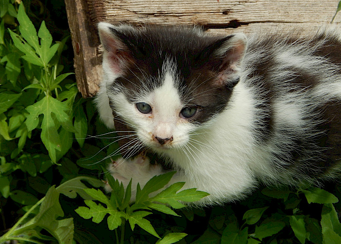 Toxic Plants for Cats: A Guide for Responsible Pet Owners