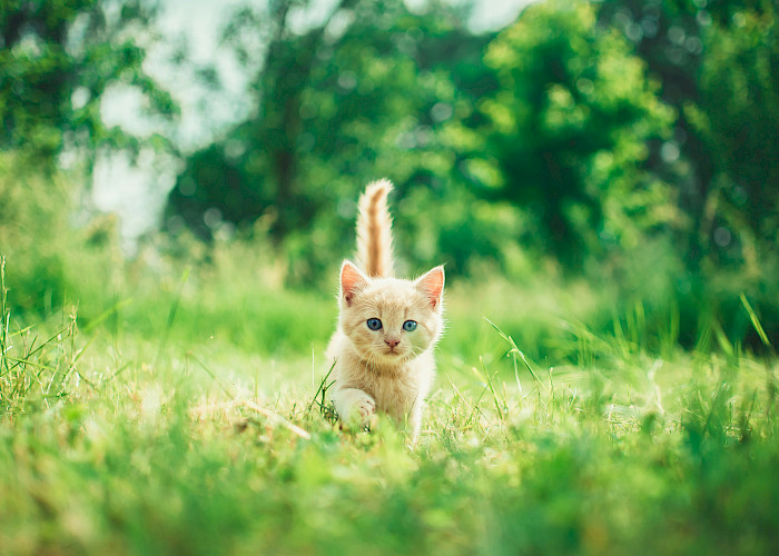 Microchipping Your Cat: The Deadline Has Arrived!