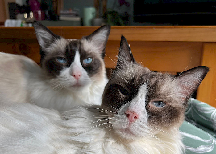 Celebrating Mature Moggies: Honouring Our Super Seniors