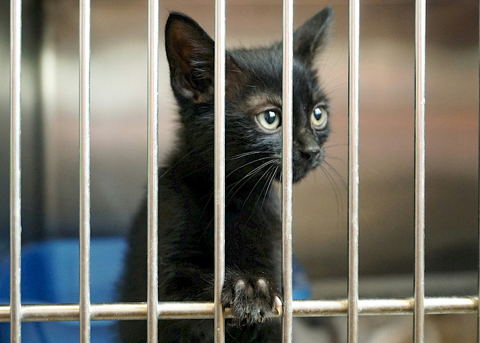 Adopt a Cat Month: Embrace the Joy of Feline Companionship