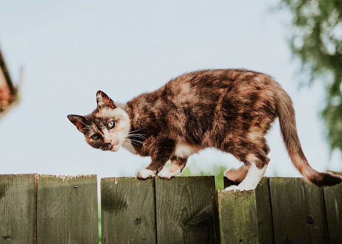 The Cat Butler Tamworth’s Pawsome Fundraising Day: Bringing Hope to Rescued Donkeys and Cats at Polesworth Donkey Sanctuary’s Summer Party
