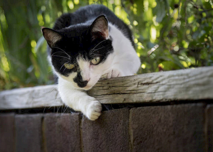 New Pet Abduction Act 2024: What It Means for Cat Owners in England and Northern Ireland