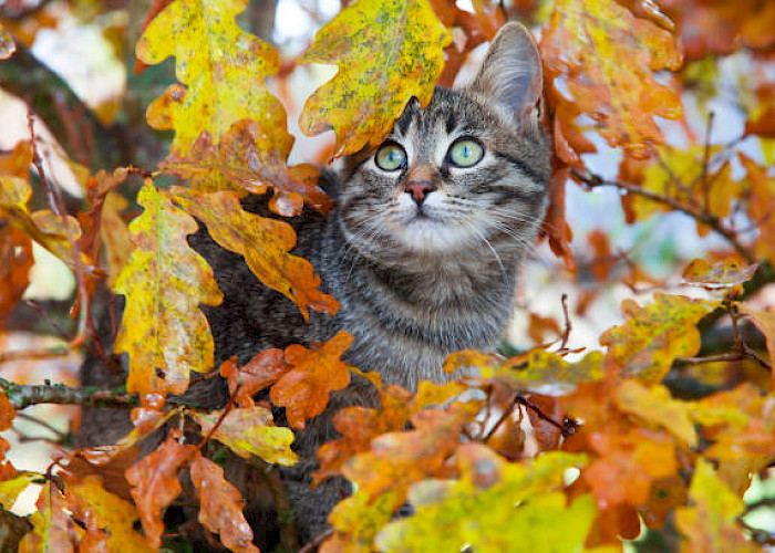 Autumn Hazards for Cats: How to Keep Your Feline Safe This Season