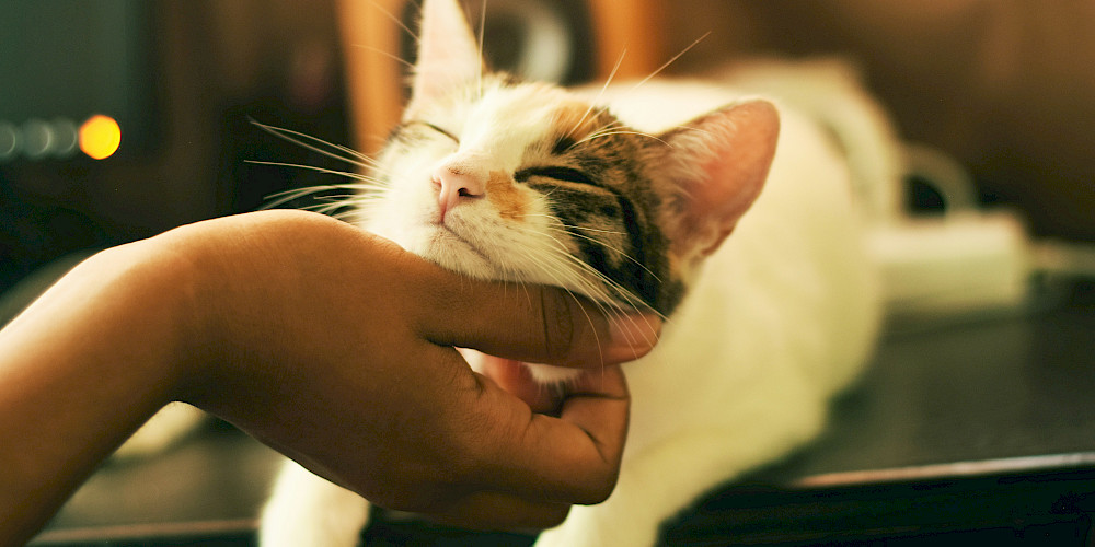 Cat Butlers in Tamworth, Coleshill, Atherstone, Sutton Coldfield and ...