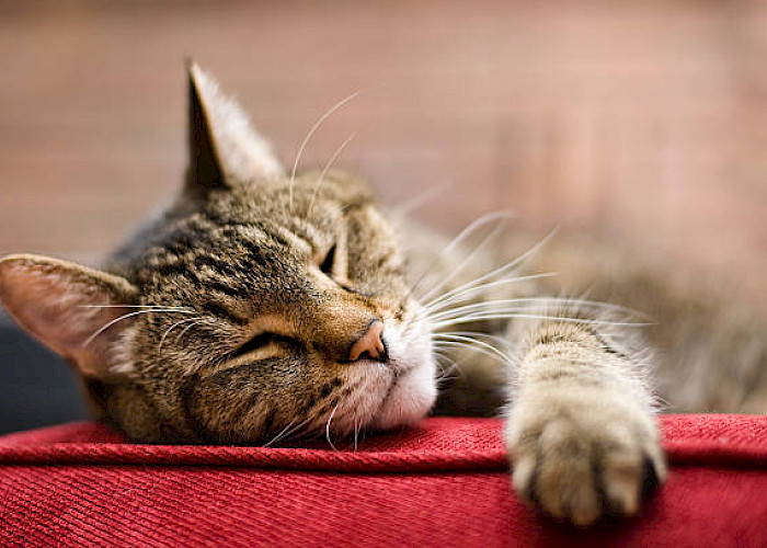 Adopt a Senior Cat: Why Older Cats Make the Best Companions