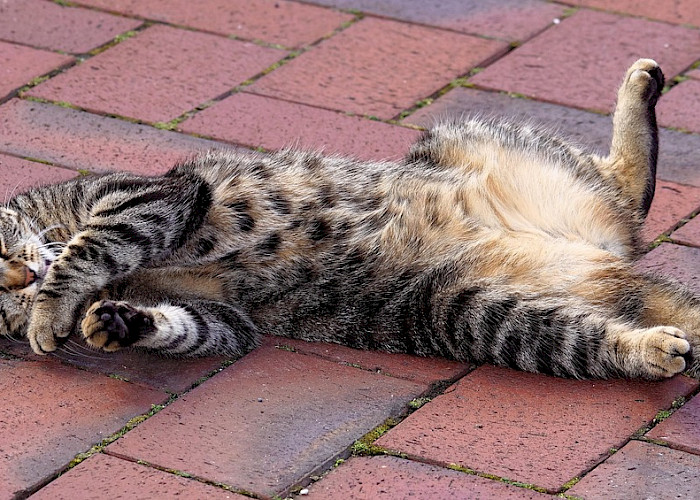 Cat Sitting in Leighton Buzzard, Tailored to Your Cat